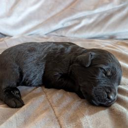 AKC Atlas - Black male Giant Schnauzer puppy in Tombstone, Arizona from Vanguard Giants