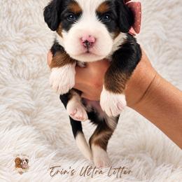 Sable - Tri-color female Bernedoodle puppy in Norcross, Georgia from Teddy Puppies
