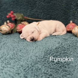 Pumpkin - Light golden female Golden Retriever puppy in Conroe, Texas from Tails of Cypress