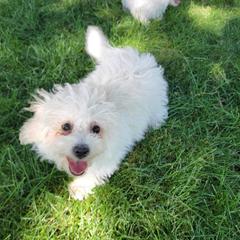 Emmett - White Bolognese puppy in Fall River Mills, California from Kenalee Farm