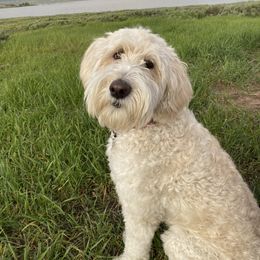 Jonsie - Sheepadoodle