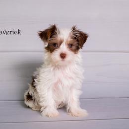 Yorkshire Terrier Puppies from Our Yorkie Corner