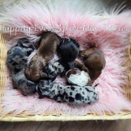 Dachshund puppies from Happily Ever After’s Puppies