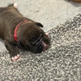 Red Collar Male - Black male American Pit Bull Terrier puppy in Pensacola, Florida from Alpha Alliance Kennels