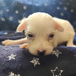 Ppm1 - White male Chinese Crested puppy in New Castle, Pennsylvania from Long Rotts & Long Haul Cresteds