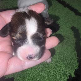 LAVENDER - Red white and sable female Papillon puppy in Hollister, Missouri from Swan Creek Kennel