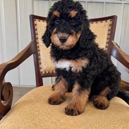 Sidney - Phantom female Bernedoodle puppy in Savannah, Missouri from Rose Creek Mini Aussies and doodles