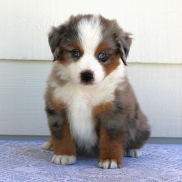 Miniature American Shepherd Puppies from Brassy Acres Miniature American Shepherds