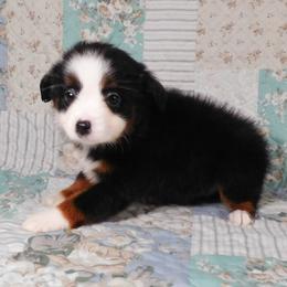 Merlot - Black tri female Toy Australian Shepherd puppy in Okeana, Ohio from Fetching Toy Aussies