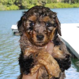 Jasmine - Blue merle female Aussiedoodle puppy in Upper Lake, California from Redwood Aussiedoodles