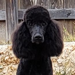 Aussiedoodles, Golden Aussiedoodles, Goldendoodles, Labradoodles, and Poodles from Grapeshot Poodles & Doodles LLC