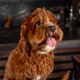 Bear - Cavapoo