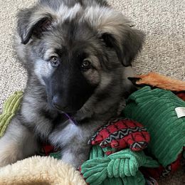 Shiloh Shepherds from Starry Night Shilohs