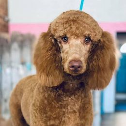Labrador Retrievers and Poodles from Kounty Line Kennel LLC