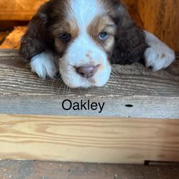 Oakley - Liver white and tan female English Springer Spaniel puppy in Nine Mile Falls, Washington from Sue's Springers