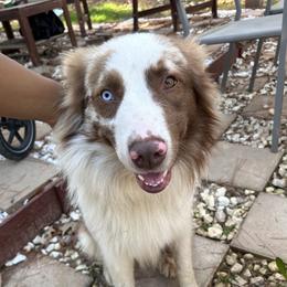 Davey - Australian Shepherd