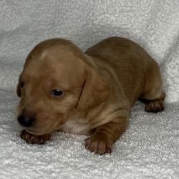 Spot - Cream male Dachshund puppy in Mocksville, North Carolina from The Dachs of Hazzard Dachshunds