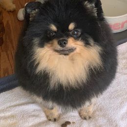 Pomeranian Puppies from Sharon's Pomeranians