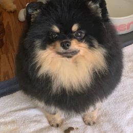Pomeranian Puppies from Sharon's Pomeranians