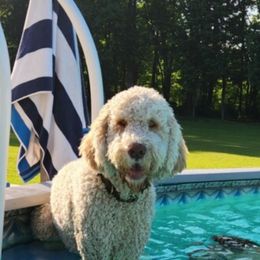 Labradoodle and Saint Berdoodle Puppies from ProAct Canines