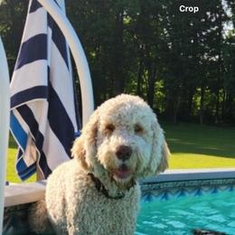Labradoodle and Saint Berdoodle Puppies from ProAct Canines
