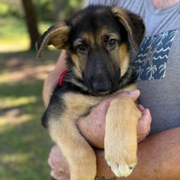 Koa - Black and tan male German Shepherd puppy in Florida from Best Shepherds