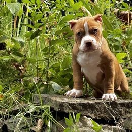 Tut - Liver male American Bully puppy in Nashville, Tennessee from SimplyBullies