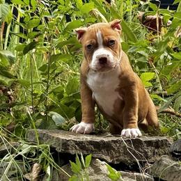 Tut - Liver male American Bully puppy in Nashville, Tennessee from SimplyBullies