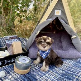 Miniature Schnauzer Puppies from Schnauzers on Robinson Lane