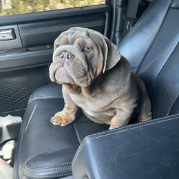 Bulldog Puppies from Bougie Bullies & Birds LLC