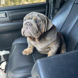 Bulldog Puppies from Bougie Bullies & Birds LLC