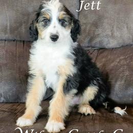 Jett - Black tri-color male Aussiedoodle puppy in Lancaster, Minnesota from Wilson Cattle Co.