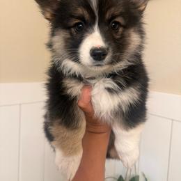 Goldie- fluffy female - Black and tan female Pembroke Welsh Corgi puppy in Red Bluff, California from Wilder Ranch Corgis