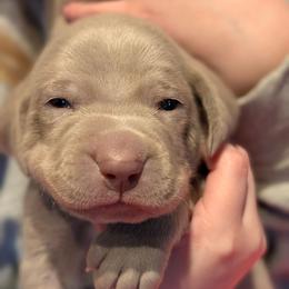 Linda - Silver gray female Weimaraner puppy in Evart, Michigan from Drehbar Weimaraners