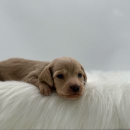 Sasha - Cream female Dachshund puppy in Litchfield, Illinois from Charmm Dachshunds
