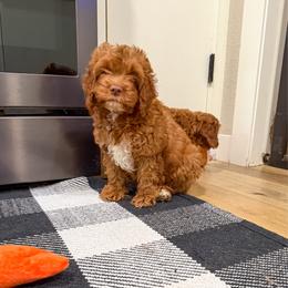 Willie - Red male Cockapoo puppy in Beresford, South Dakota from DAKOTA DOOD RANCH