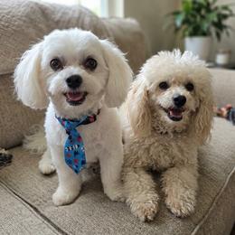 Maltipoo puppies from Cowgirl's Legacy Maltipoos
