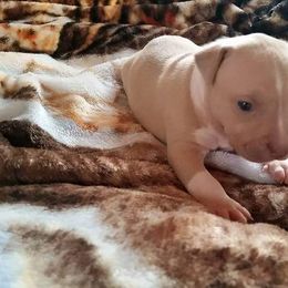 American Pit Bull Terrier Puppies from Kaotic APBTs