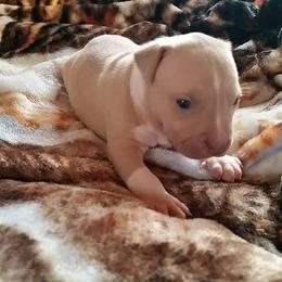 American Pit Bull Terrier Puppies from Kaotic APBTs