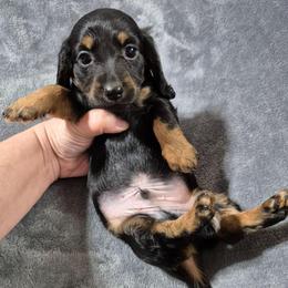 Doodle - Black and tan male Dachshund puppy in Aiken, South Carolina from Paragon Puppies