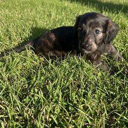Akc Black Brindle - Black male Dachshund puppy in Lehigh Acres, Florida from Ruby Rose Dachshund Dynasty