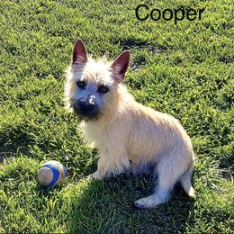 Cairn Terrier Puppies from KNKR FURBABIES Cairn Terriers
