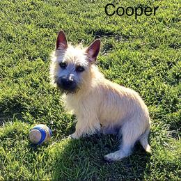 Cairn Terrier Puppies from KNKR FURBABIES Cairn Terriers