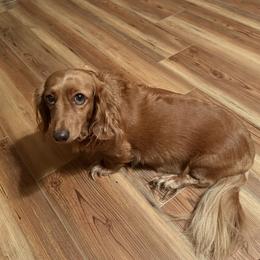 Bella - Dachshund
