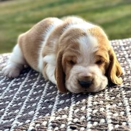 Blue boy - Red and white male Basset Hound puppy in Conway, Missouri from Ozark Mountain Kennel