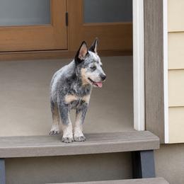 Clyde - Blue speckled male Australian Cattle Dog puppy in Scurry, Texas from RedHorizon AKC Australian Cattle Dogs (Heelers)