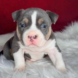 Daenerys - Blue tri-color female American Bully puppy in Nashville, Tennessee from SimplyBullies