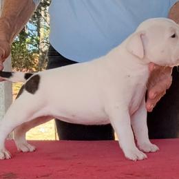 Female 1 - White female American Staffordshire Terrier puppy in Roseburg, Oregon from Bold & Beautiful Amstaffs