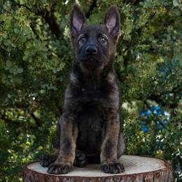 Wilder - Sable male German Shepherd puppy in Coarsegold, California from Yosemite Shepherds