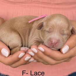 Lace - Caramel female Australian Labradoodle puppy in Morgan Hill, California from Loving Labradoodles